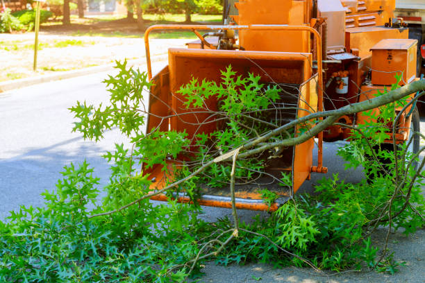 Tree Health Inspection in Salem, UT